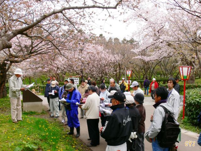 松前町『桜観察会』_f0166871_16204084.jpg
