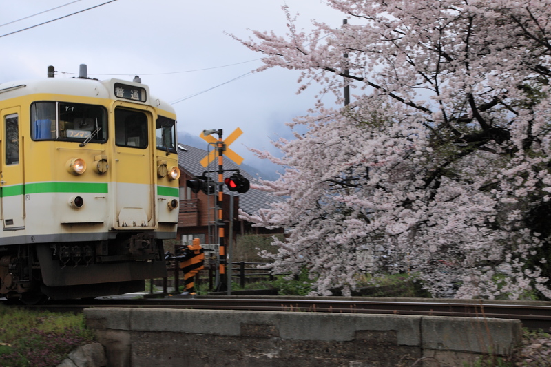 弥彦の桜（７）_e0096372_672565.jpg