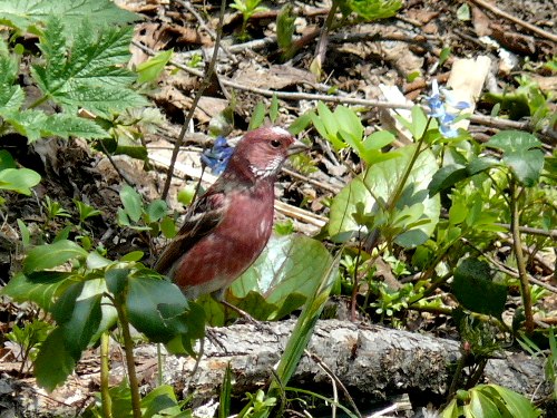 旭川市嵐山の野鳥 オオマシコ と アカゲラ 野に咲く北国の花 旭川市嵐山の野鳥 オオマシコ と アカゲラ 野に咲く北国の花