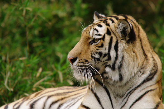 横顔美人 関東動物園写真園 横顔美人 関東動物園写真園