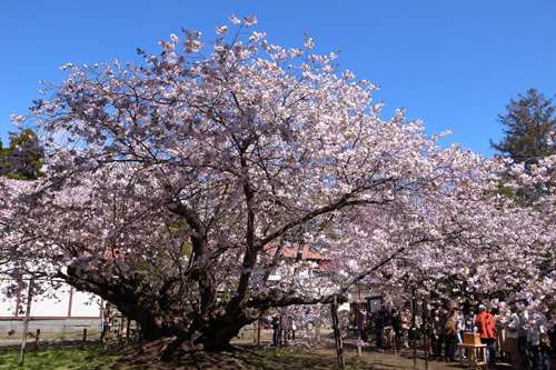 桜 寺町_b0108779_1739012.jpg