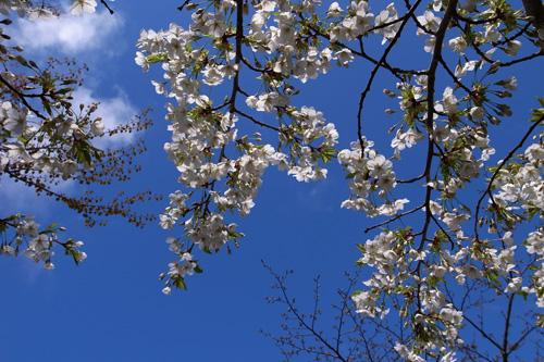 桜　松前藩屋敷_b0108779_1742347.jpg