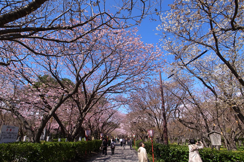 桜　松前公園_b0108779_1813335.jpg