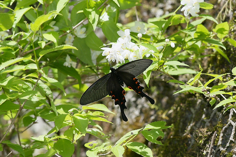 黒系アゲハ春型を狙う（5月8日）_f0090680_2142547.jpg