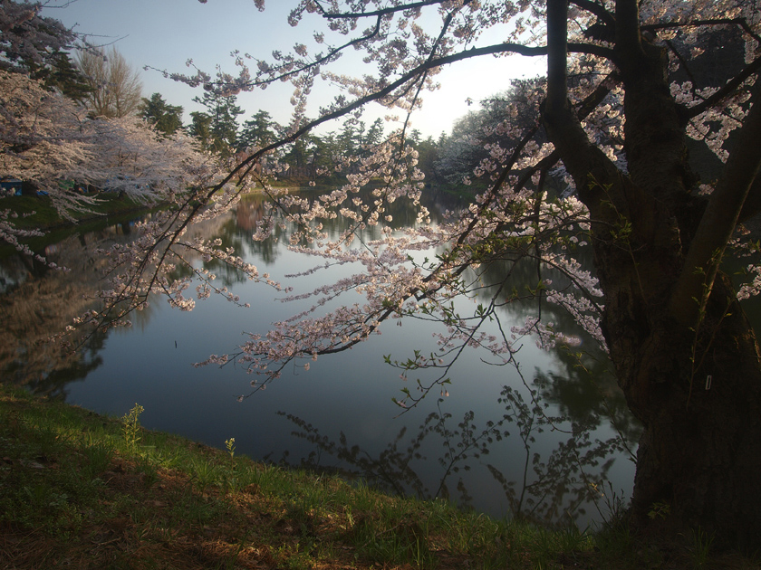 桜の森_d0152981_554861.jpg