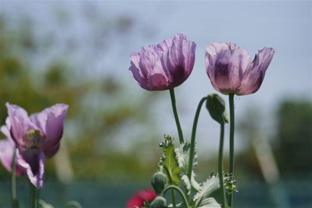 薬草園にて_b0175688_14361262.jpg