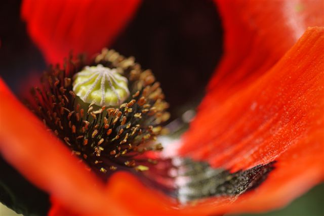 薬草園にて_b0175688_14401420.jpg