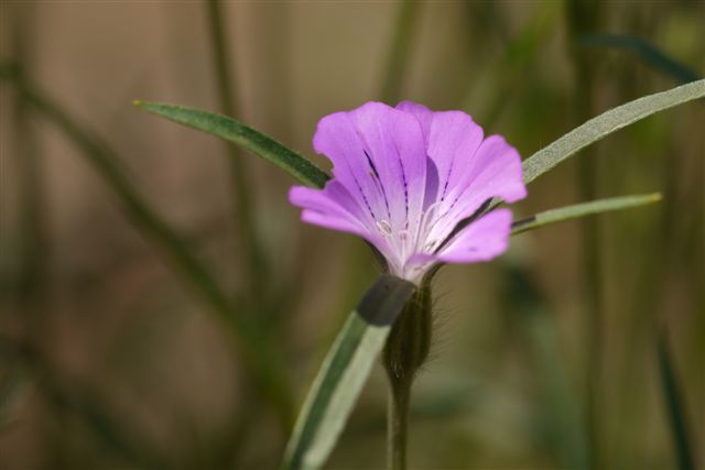 薬草園にて_b0175688_14515391.jpg