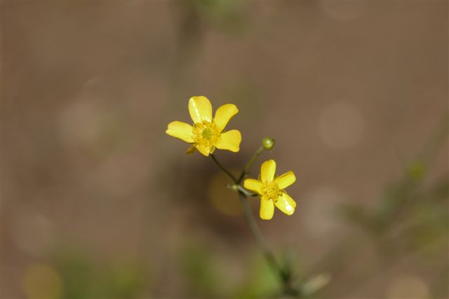 薬草園にて_b0175688_145217.jpg