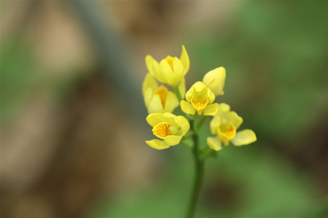 薬草園にて_b0175688_14562813.jpg