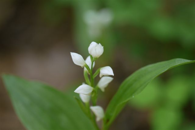 薬草園にて_b0175688_14573612.jpg