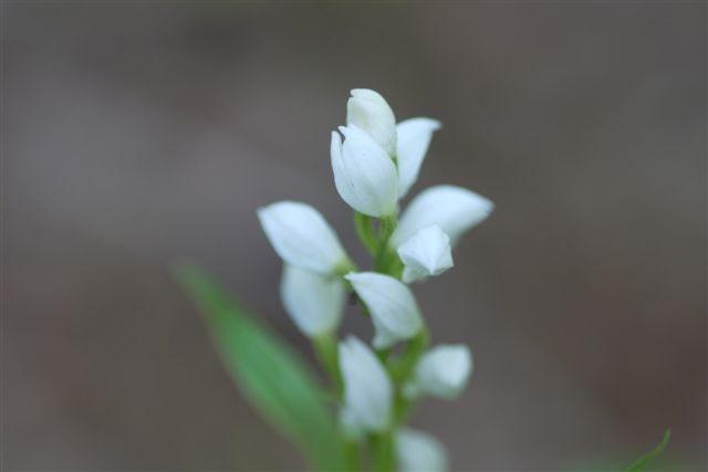 薬草園にて_b0175688_14592550.jpg