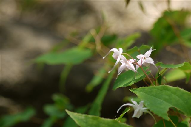 薬草園にて_b0175688_15125531.jpg