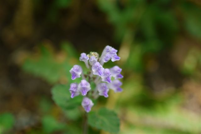 薬草園にて_b0175688_152985.jpg