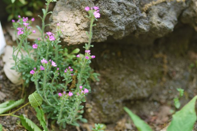 薬草園にて_b0175688_1532669.jpg