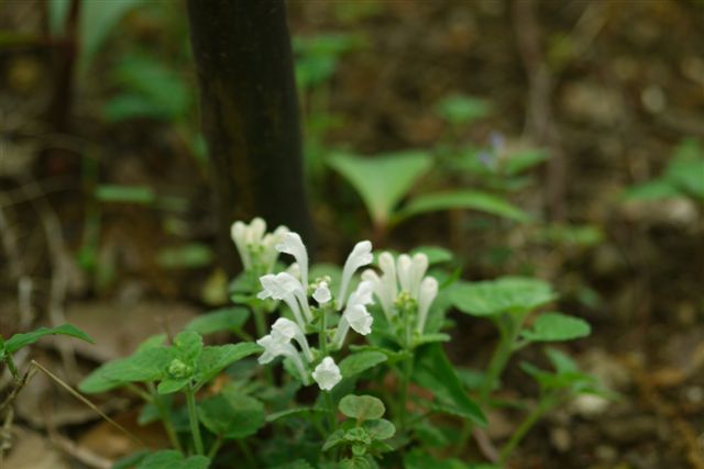 薬草園にて_b0175688_153810.jpg