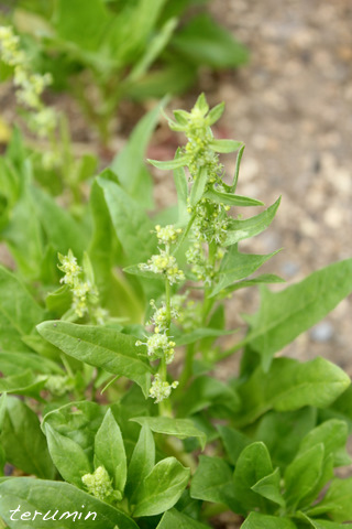 ほうれん草の花 ル ポタジェ