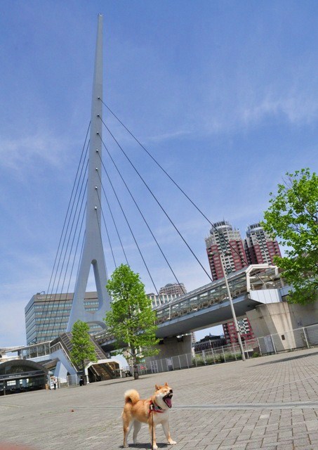 お台場でチャリティーウォーク_a0126590_18585398.jpg