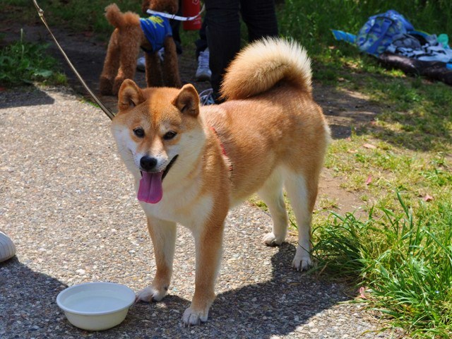 お台場でチャリティーウォーク_a0126590_19103746.jpg