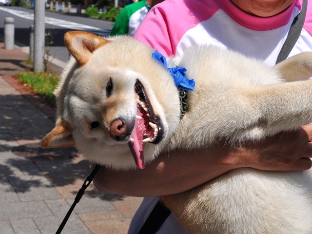 お台場でチャリティーウォーク_a0126590_19121268.jpg