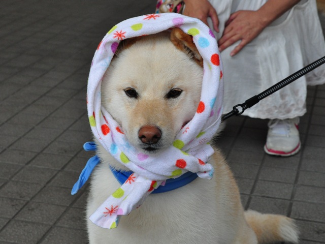 お台場でチャリティーウォーク_a0126590_1912982.jpg