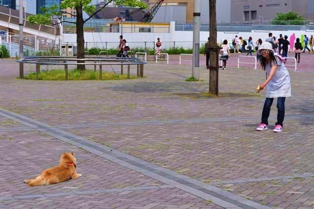 お台場でチャリティーウォーク_a0126590_215525.jpg