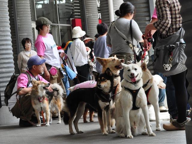 お台場でチャリティーウォーク_a0126590_2159658.jpg