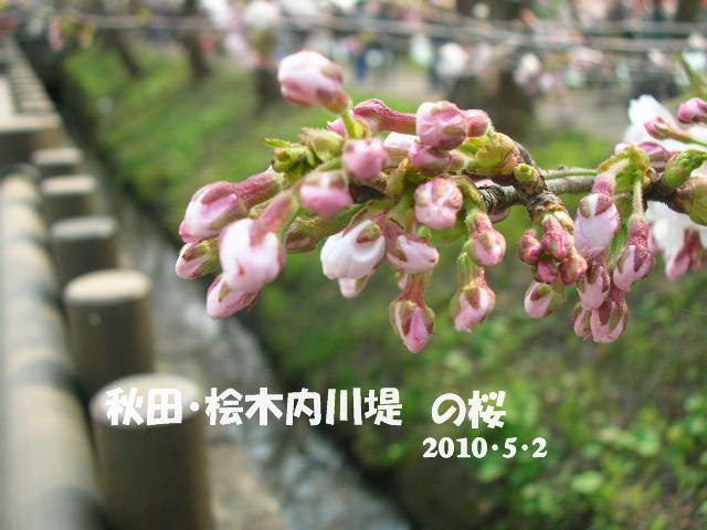 2010 桜　さくら　サクラ 6  秋田方面_c0029190_16264457.jpg