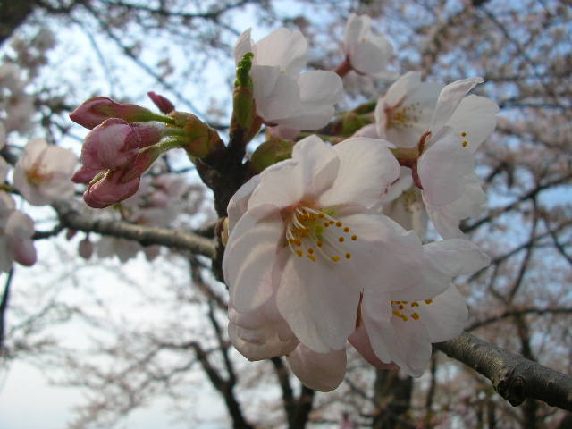 2010 桜　さくら　サクラ 6  秋田方面_c0029190_16273187.jpg