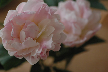 c0040191_19475851.jpg