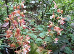 庭の草花とお料理_a0129492_2219586.jpg