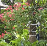 庭の草花とお料理_a0129492_2222517.jpg