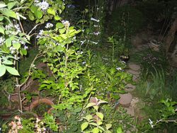 庭の草花とお料理_a0129492_22262139.jpg