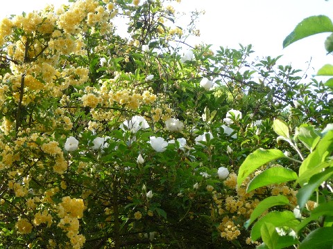 c0108693_17282389.jpg