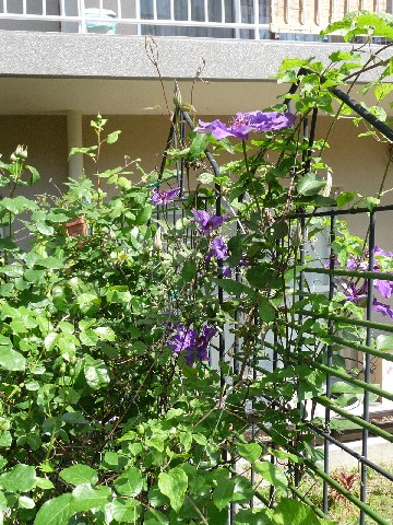 c0108693_1731540.jpg