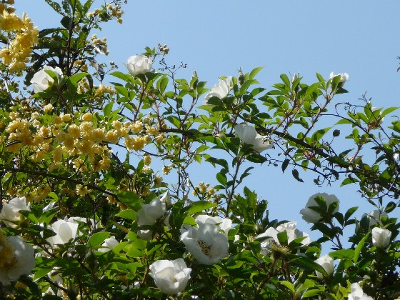 c0108693_17353827.jpg
