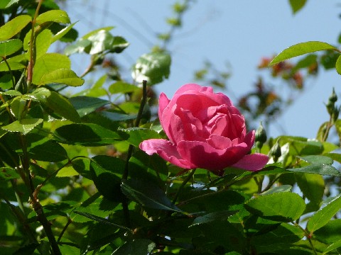 c0108693_1738832.jpg