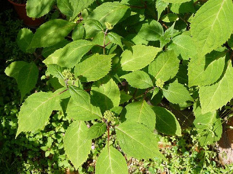 c0108693_1750513.jpg