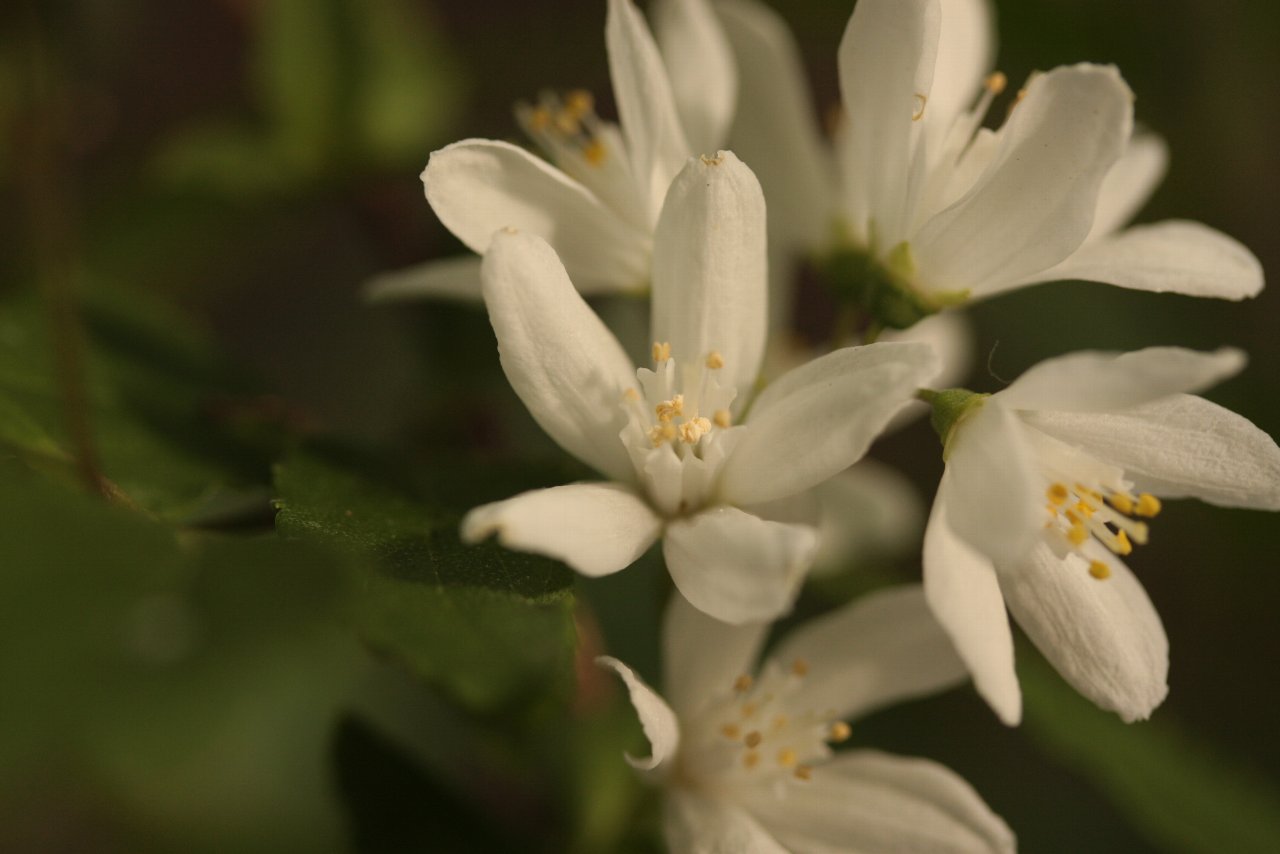 【2010年実家の花達（１）】_e0167295_1665047.jpg