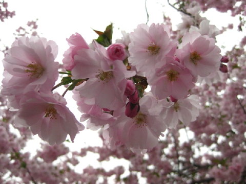 c0180096_7144514.jpg