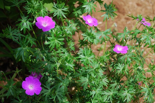 いまどき咲く ピンク系の花 雑木林の家から Nishio