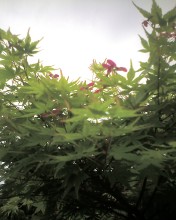c0164401_0234710.jpg