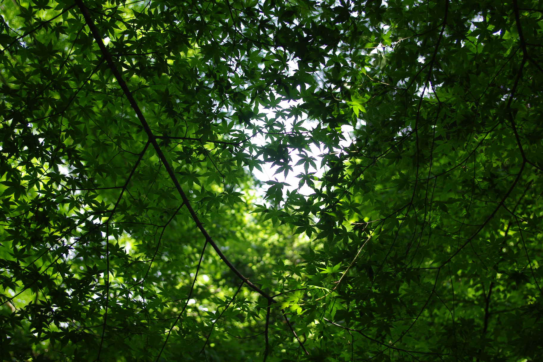 d0070007_20272234.jpg