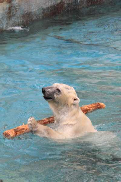 5月10日 月 道具を使う動物 ほのぼの動物写真日記