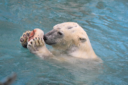 5月10日 月 道具を使う動物 ほのぼの動物写真日記