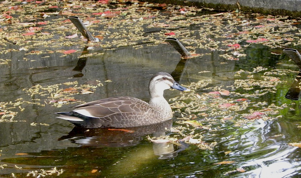 幾久公園【37】　5月10日（月）_c0078410_9102555.jpg