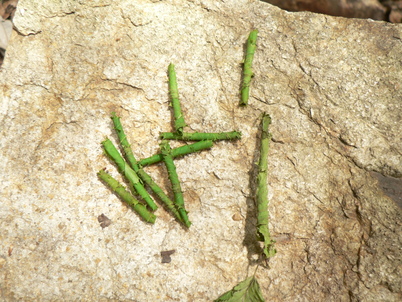 f0219710_8242051.jpg