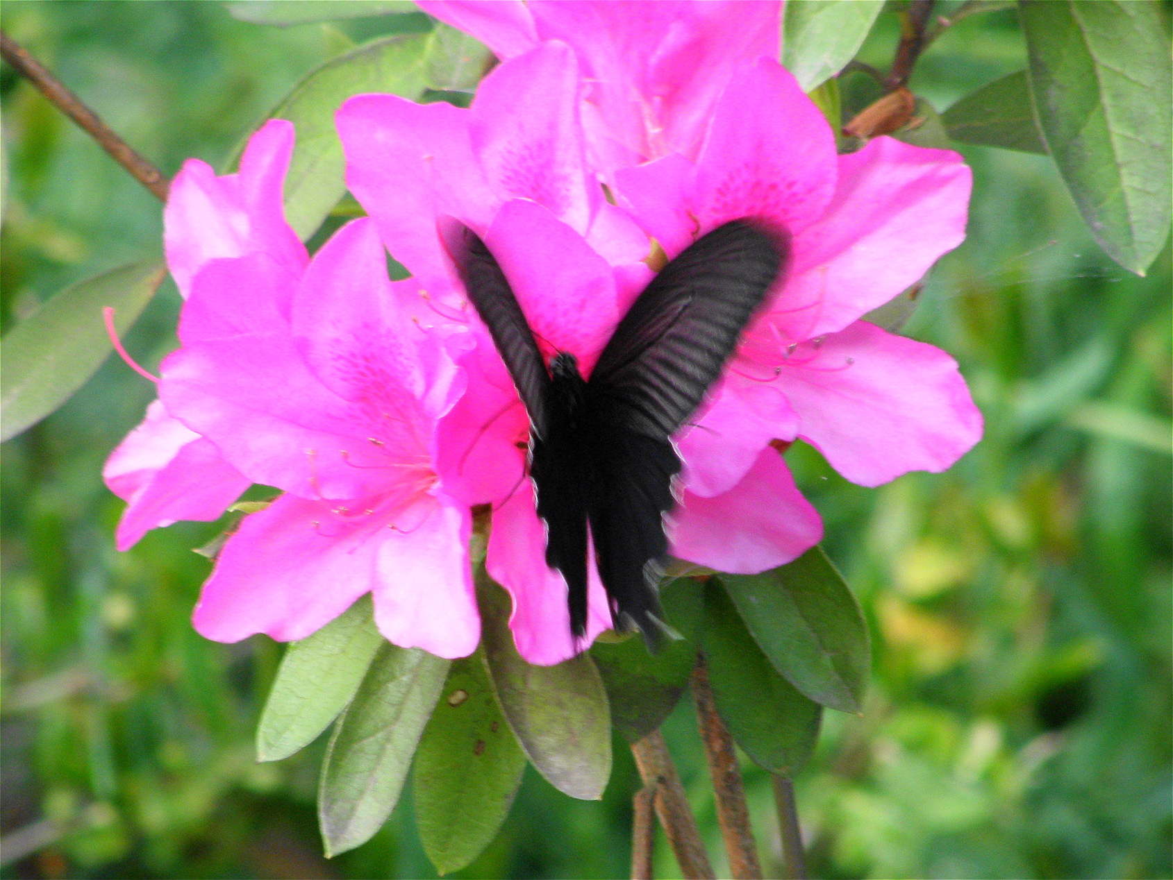夏の蝶 椿壽菴だより