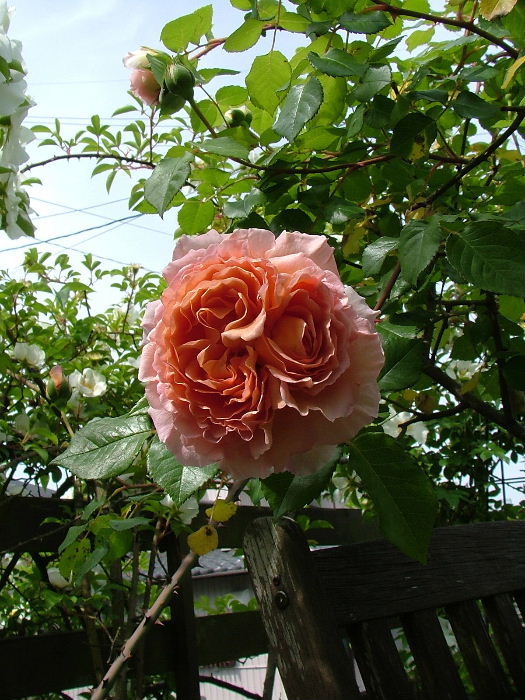 c0212214_042570.jpg