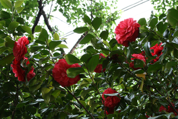e0084214_0501794.jpg
